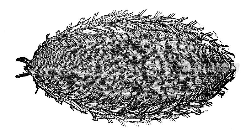 普通海鼠(Aphrodita Aculeata) - 19世纪